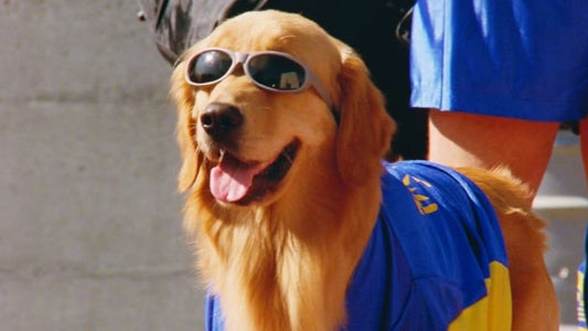 Best Movie Characters With Dogs as the Protagonist