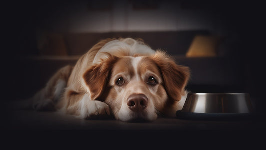 Concerns You Should Have About Your Dog's Food