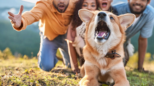 How to Make Your Dog Less Aggressive Towards Others