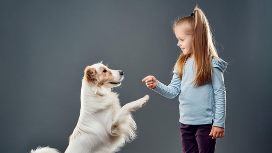 Fun and Easy Tricks to Teach Your Dog
