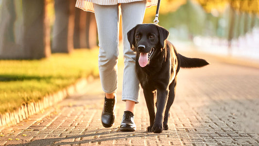 The Benefits of Walking Your Dog: A Comprehensive Guide