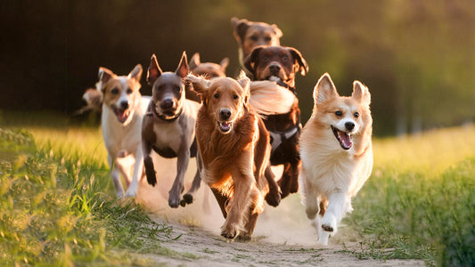 The Importance of Socializing Your Dog: Benefits for Behavior, Health, and Happiness