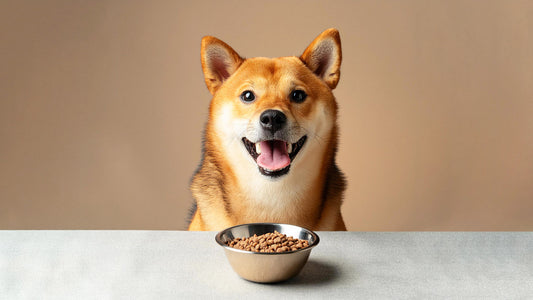 How to Make Mealtime Fun for Your Dog