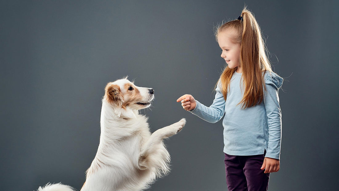 Fun and Easy Tricks to Teach Your Dog